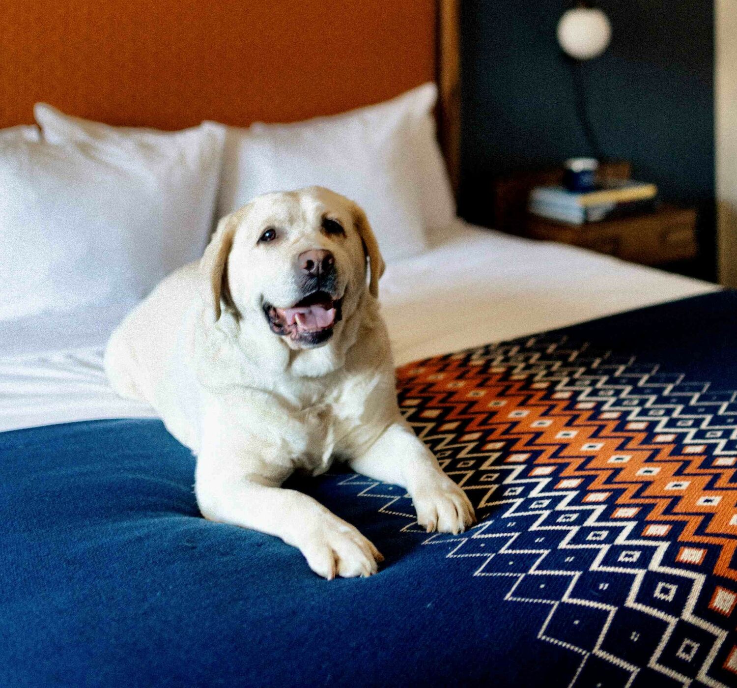 Dog Friendly Hotels in Salt Lake City - Dog Friendly SLC